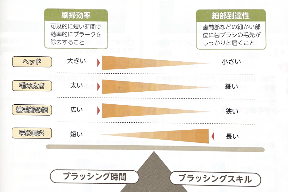 松山市　歯医者　歯ブラシの形態　松友歯科クリニック