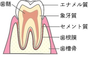 歯の構造